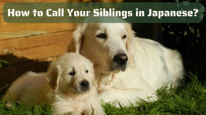 how-to-call-siblings-in-japanese-edopen-japan